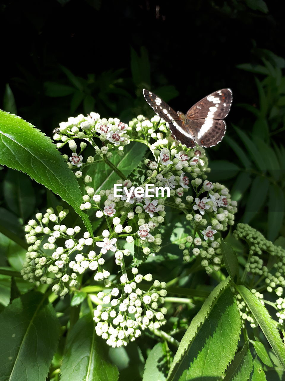 CLOSE-UP OF BUTTERFLY ON PLANT