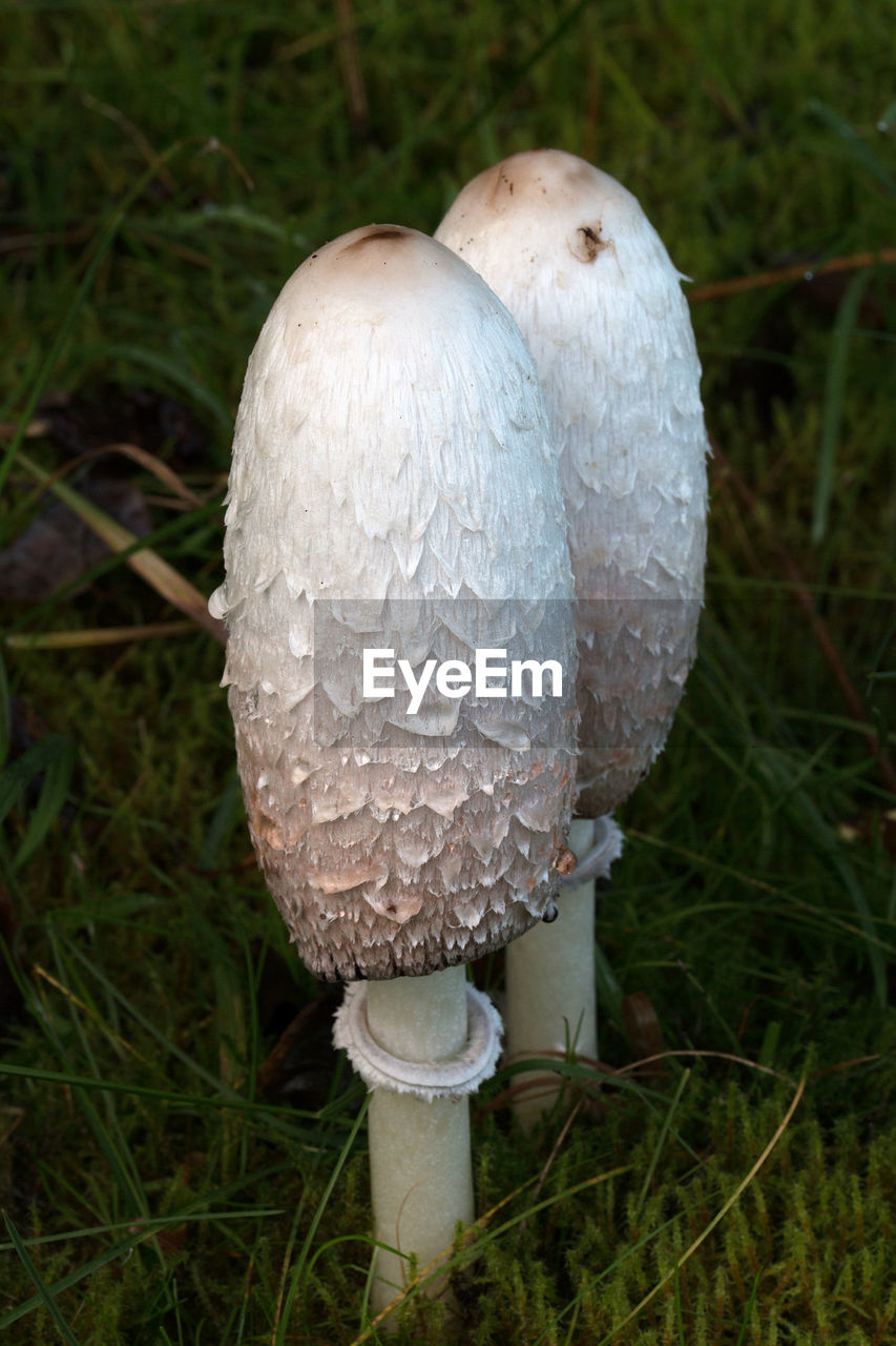 CLOSE-UP OF MUSHROOM GROWING IN GRASS