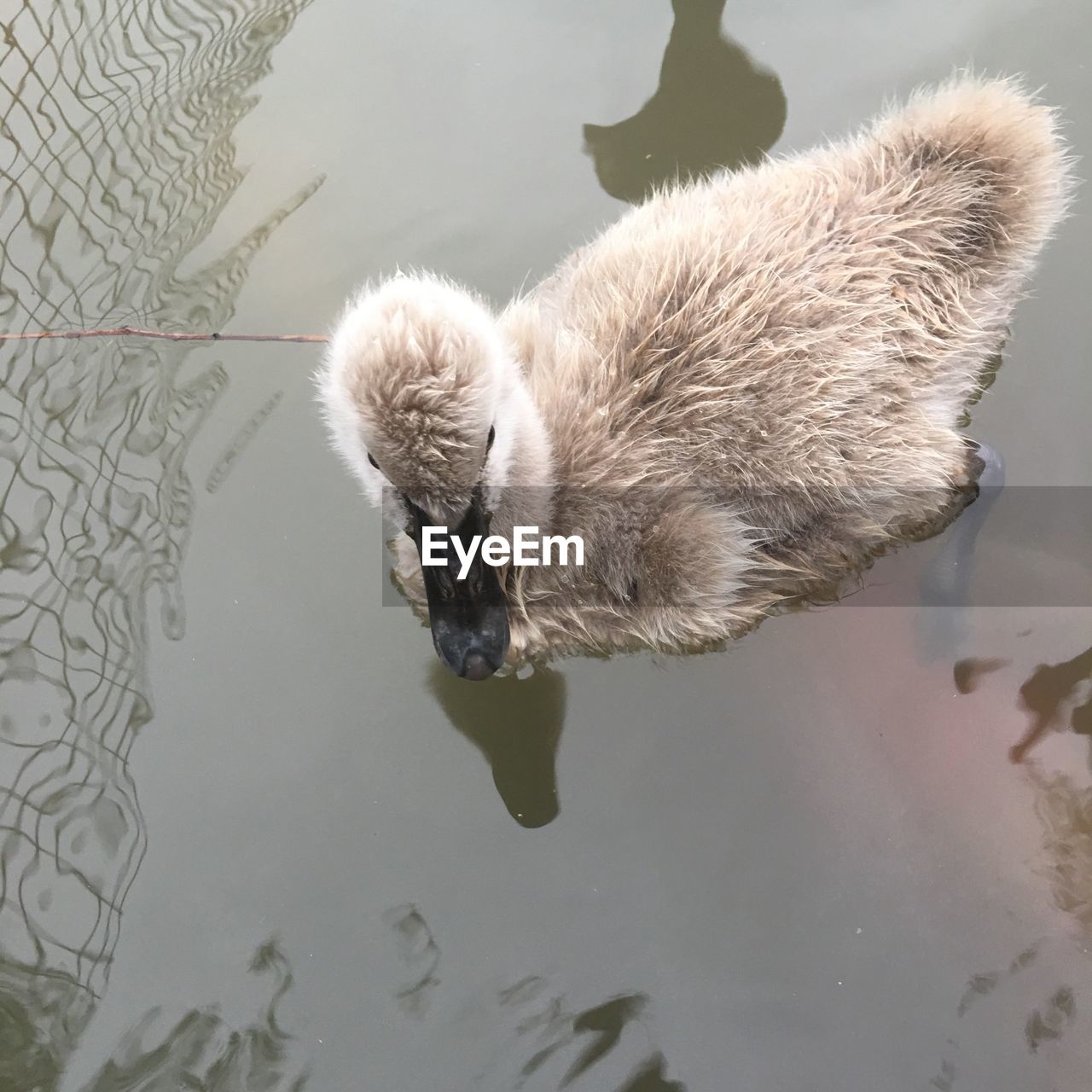 HIGH ANGLE VIEW OF BIRD SWIMMING IN LAKE