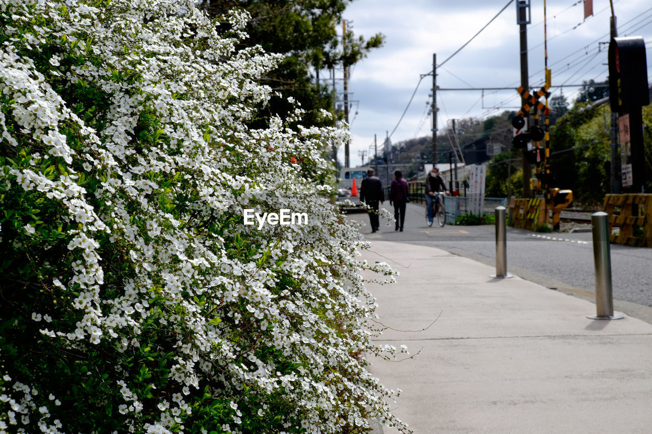 Flowers and plants blooming near sidewalk street