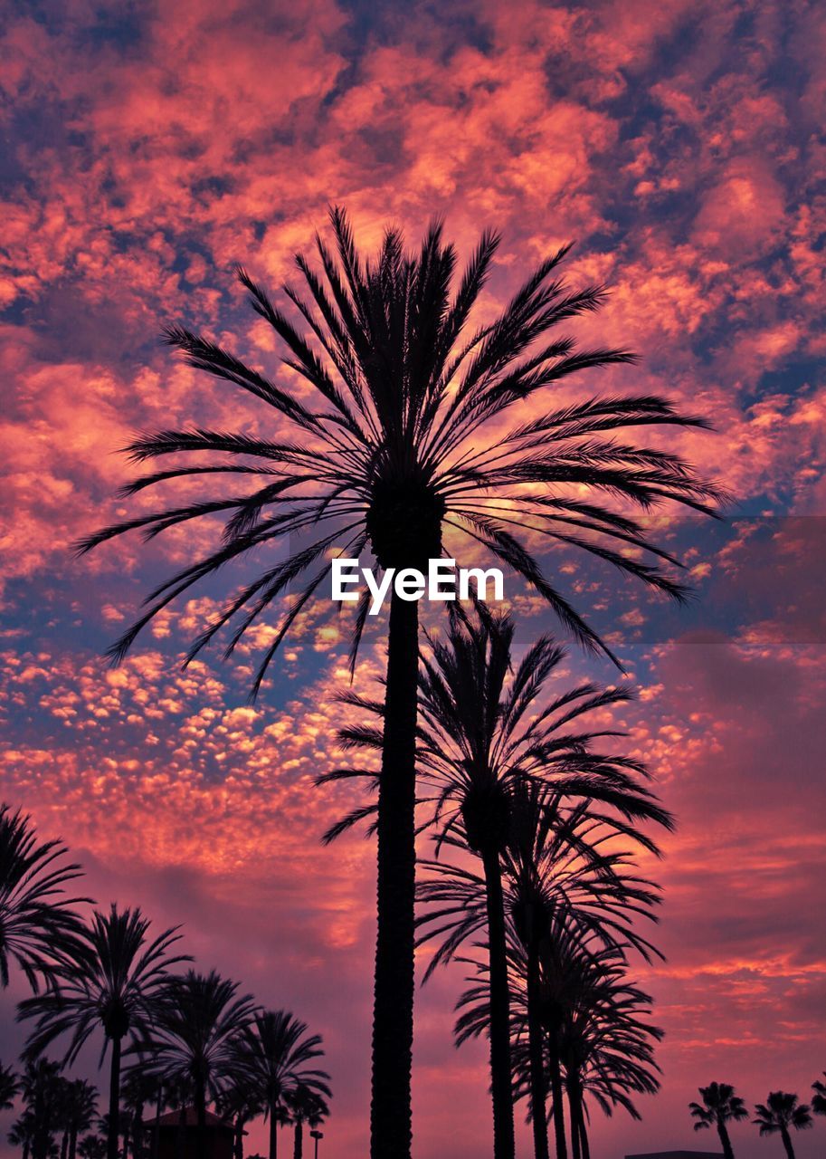 LOW ANGLE VIEW OF SILHOUETTE PALM TREES AGAINST SKY