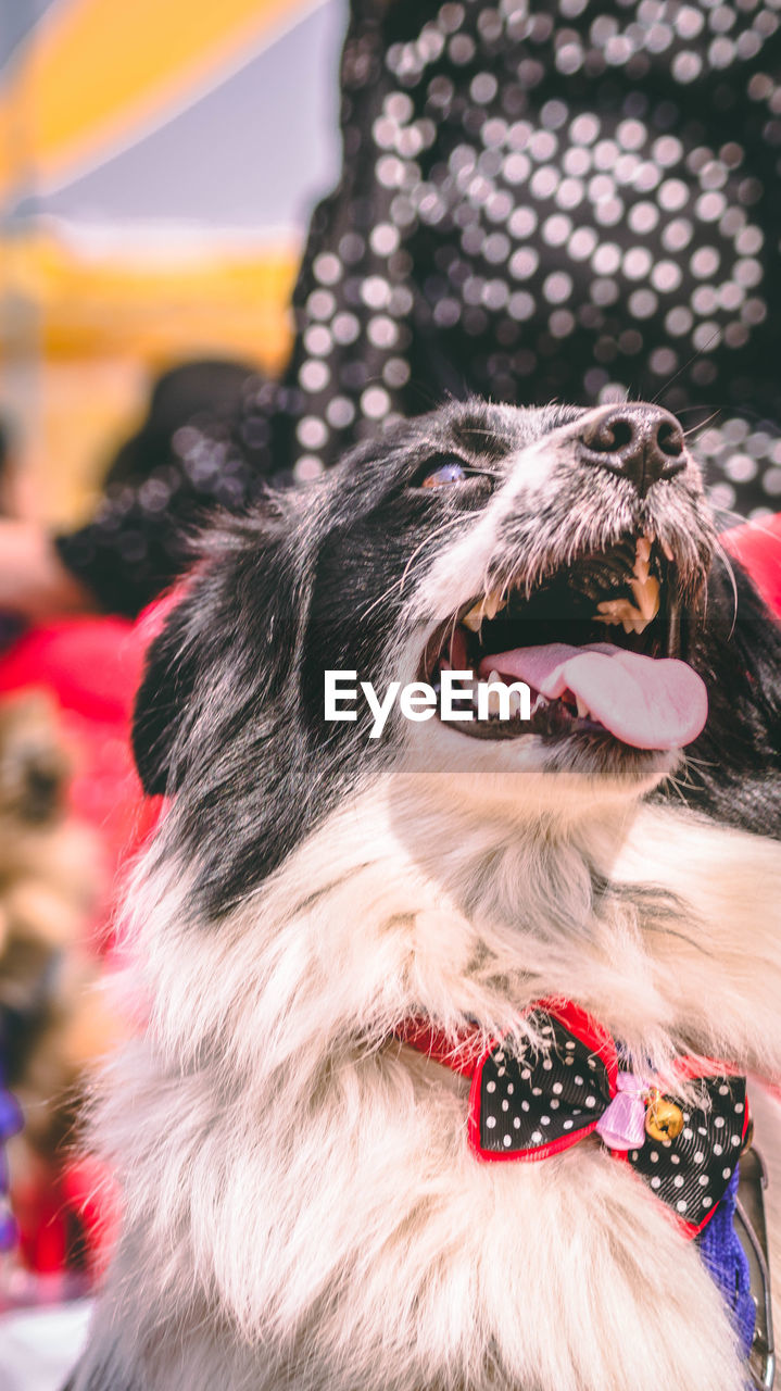 CLOSE-UP OF DOG LOOKING AT CAMERA OUTDOORS