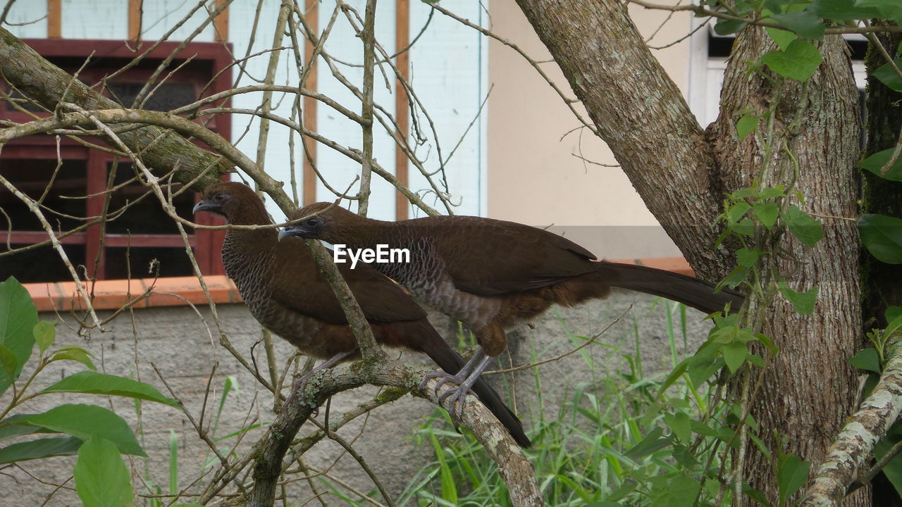 BIRD ON PLANTS