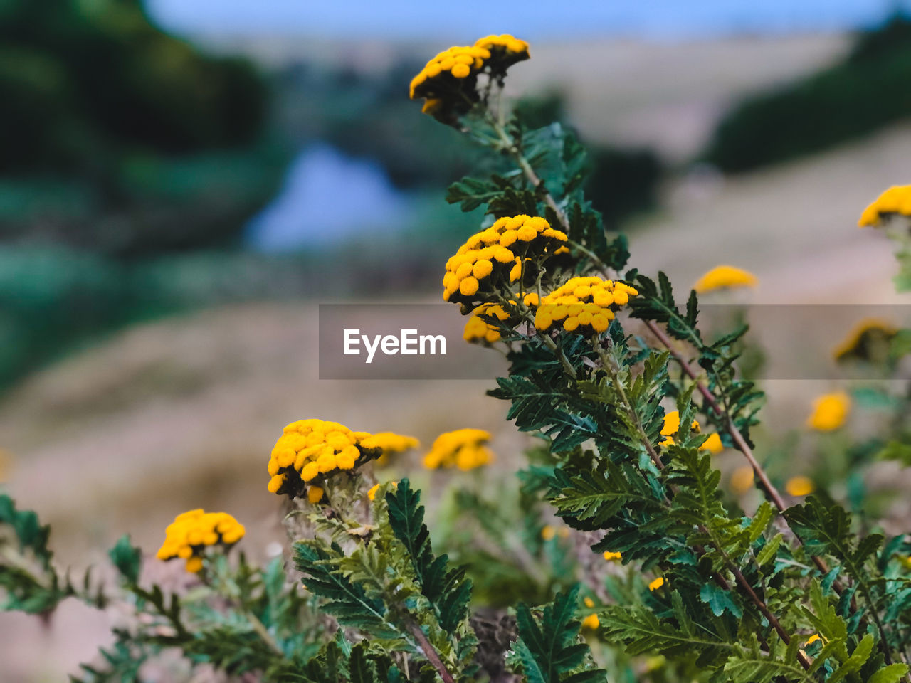 Yellow tansy flowers in ukrainian meadow