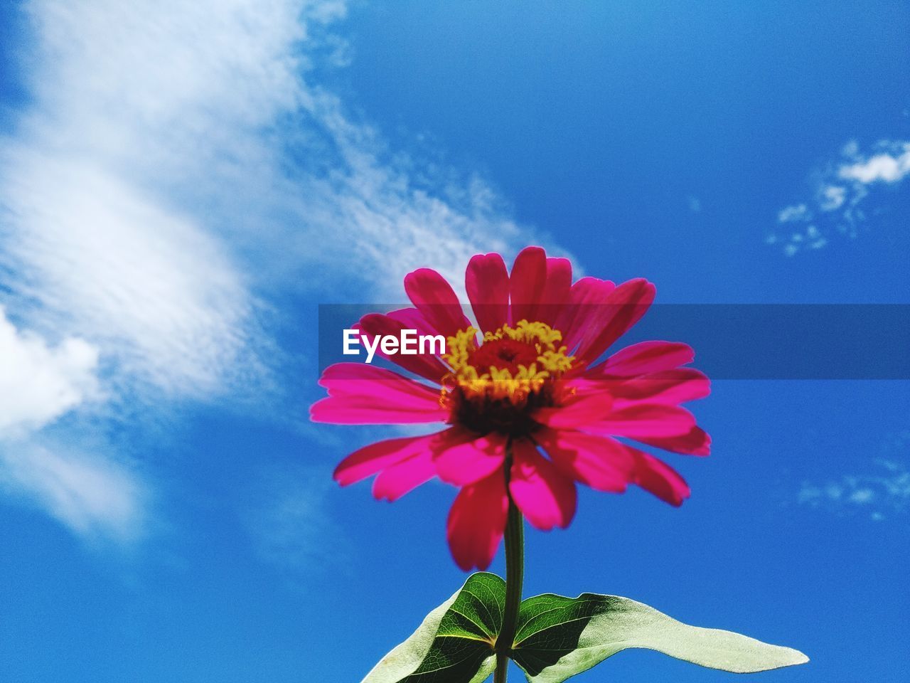Close-up of pink flower against blue sky