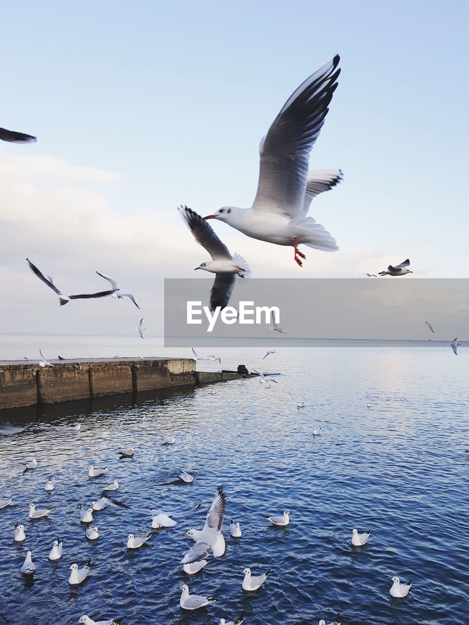 BIRDS FLYING OVER SEA AGAINST SKY