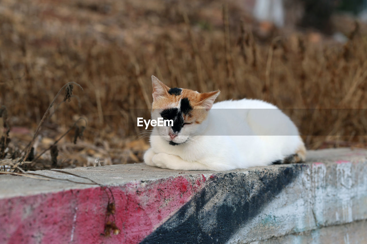 CAT SITTING ON WALL