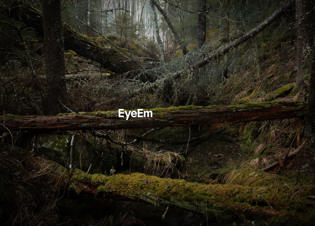 FALLEN TREE ON MOSS COVERED LAND