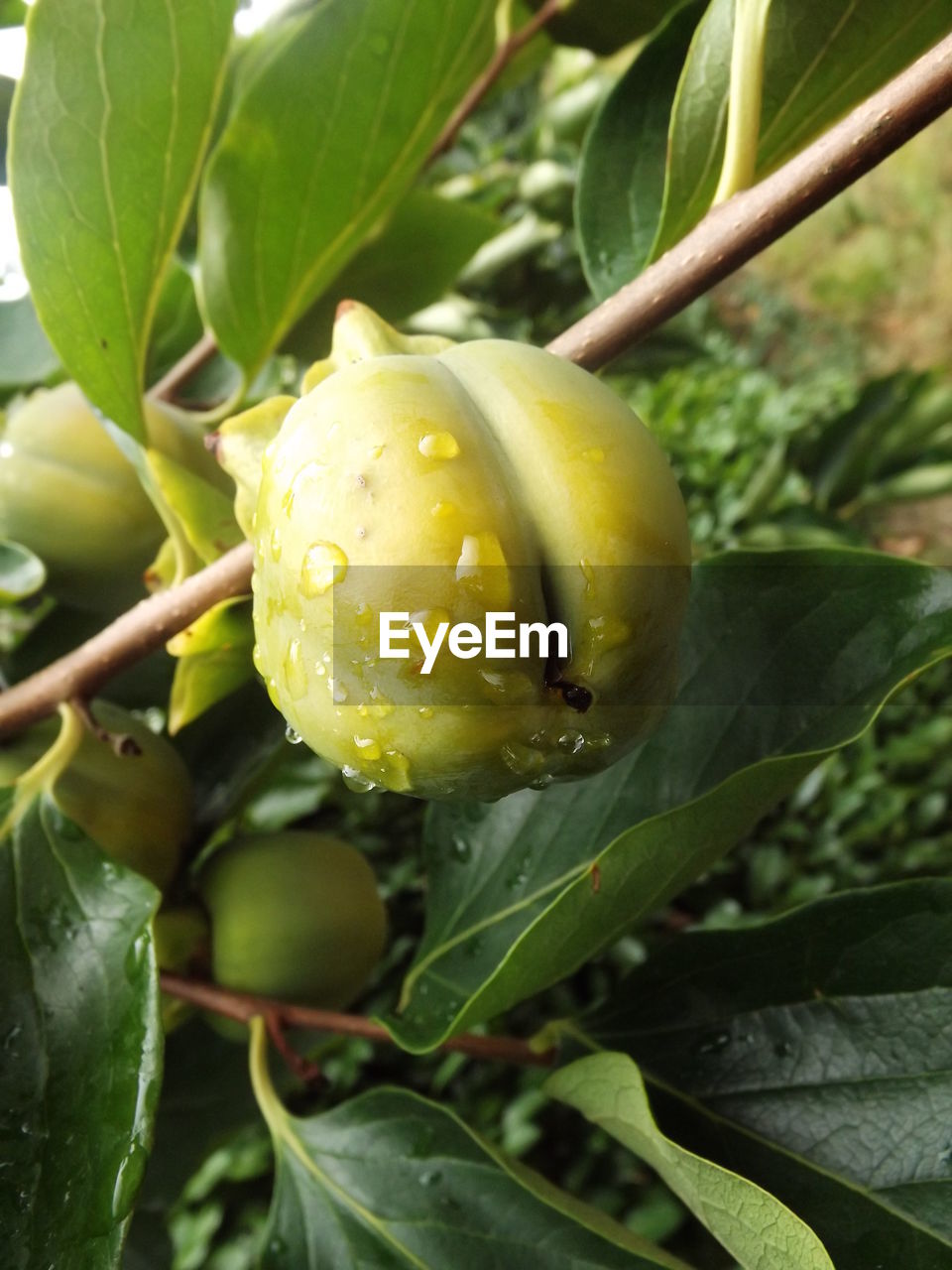 CLOSE-UP OF PLANT
