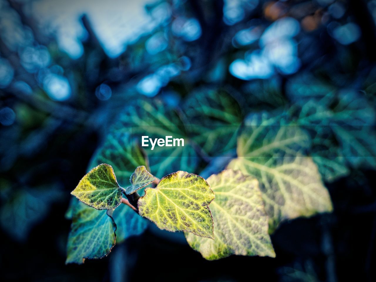 Close-up of leaves during autumn