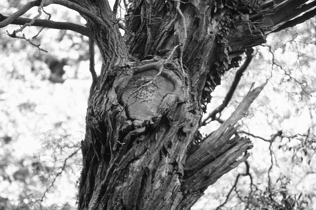 CLOSE-UP OF TREE TRUNK AGAINST PLANTS