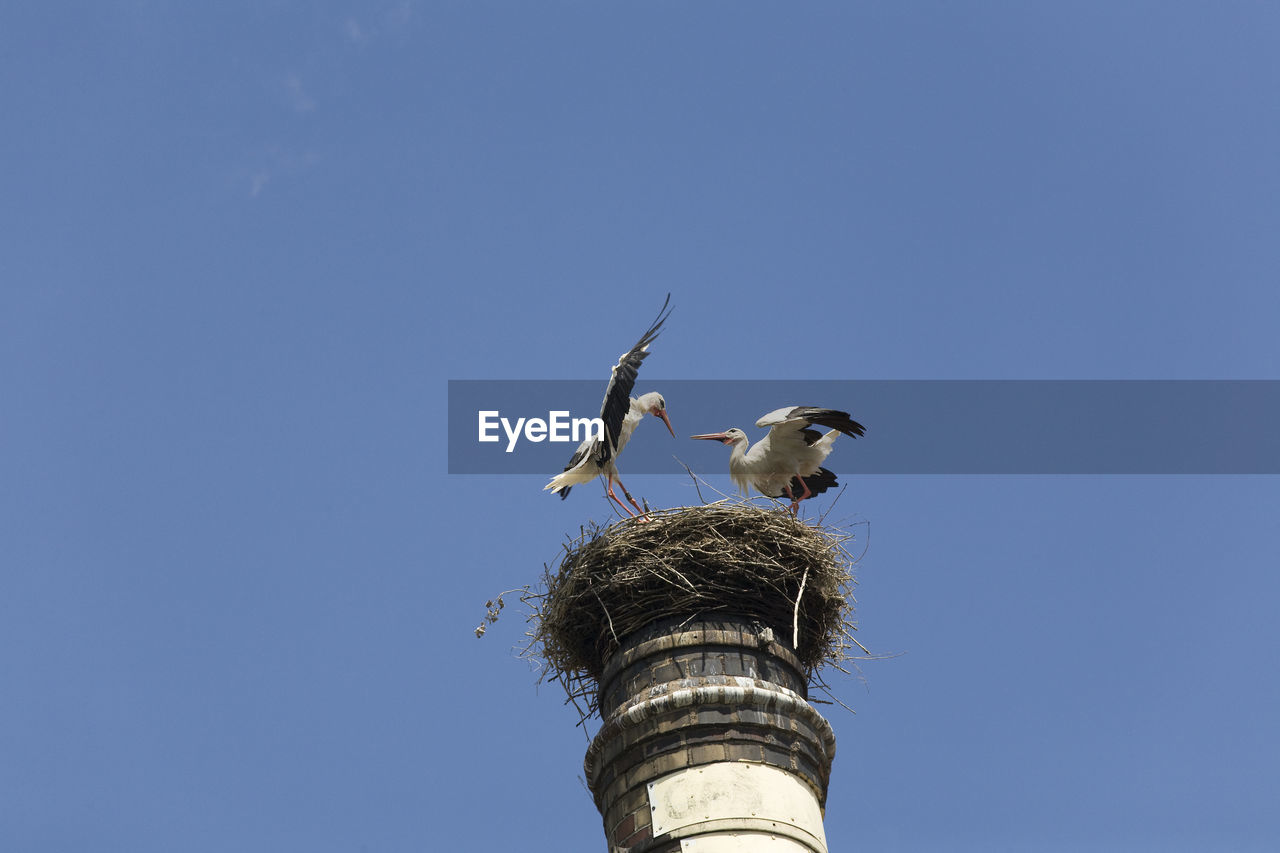 Low angle view of birds on nest against blue sky