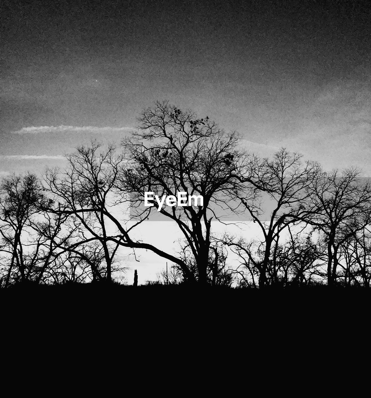 SILHOUETTE OF BARE TREES AGAINST SKY