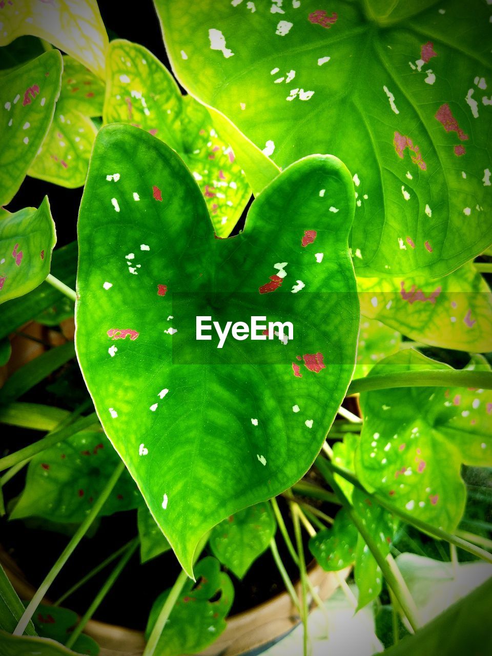 CLOSE-UP OF WET LEAVES