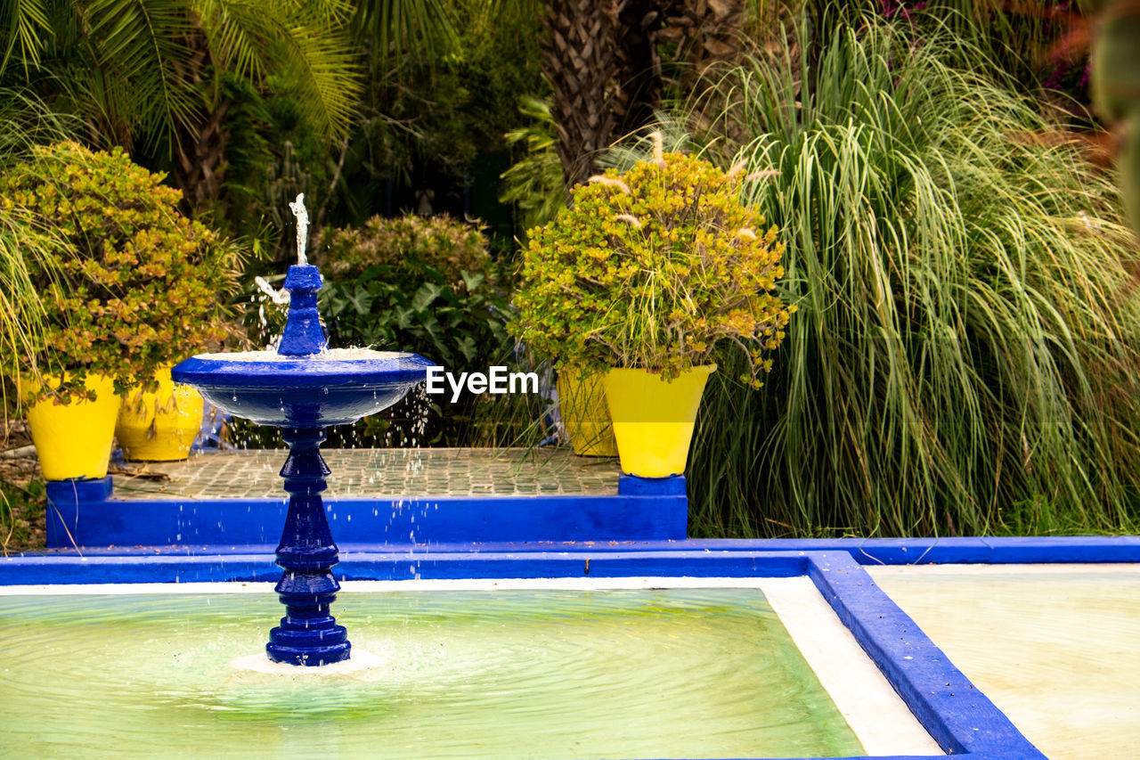 POTTED PLANTS BY SWIMMING POOL AGAINST TREES
