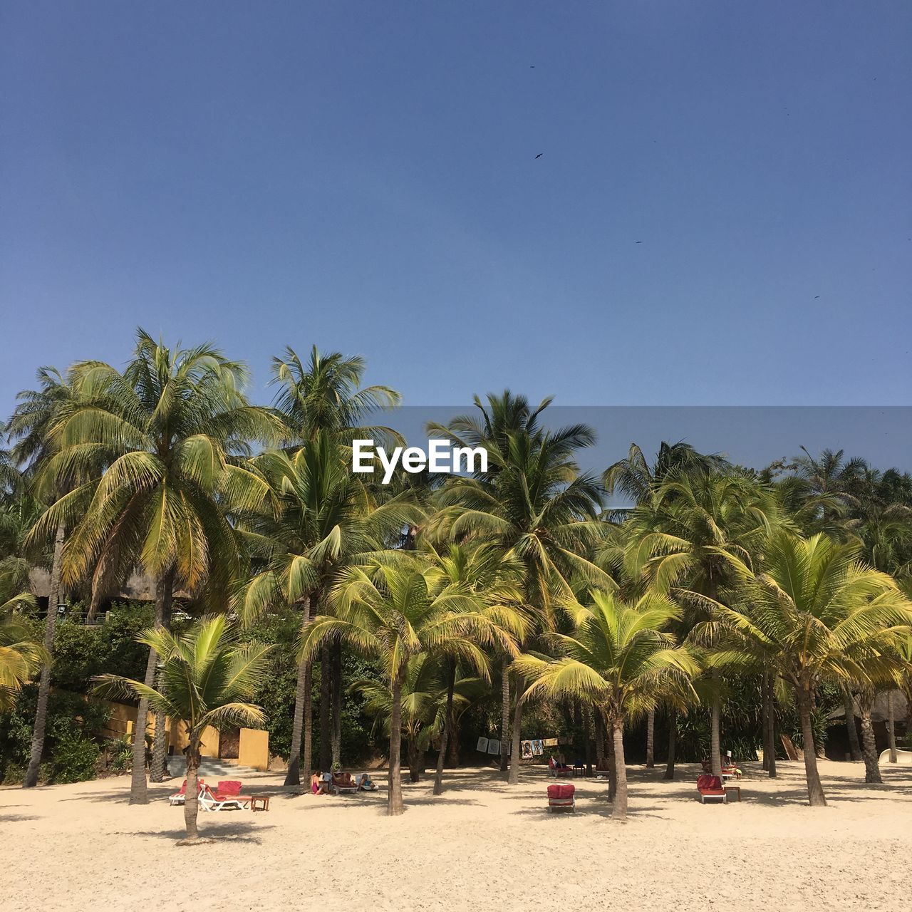 TREES ON BEACH AGAINST CLEAR SKY