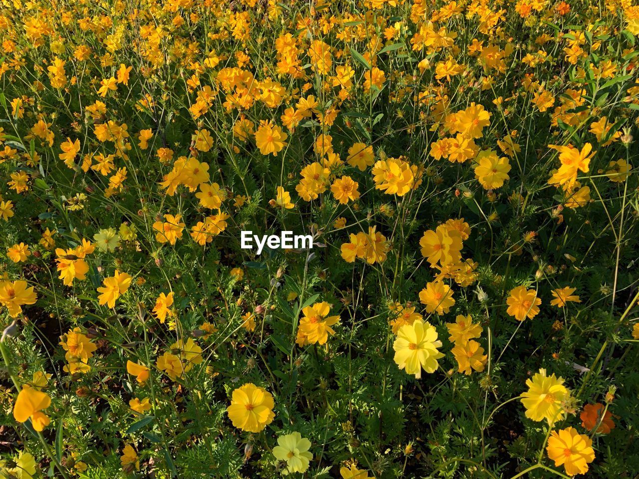 HIGH ANGLE VIEW OF FLOWERING PLANTS ON FIELD