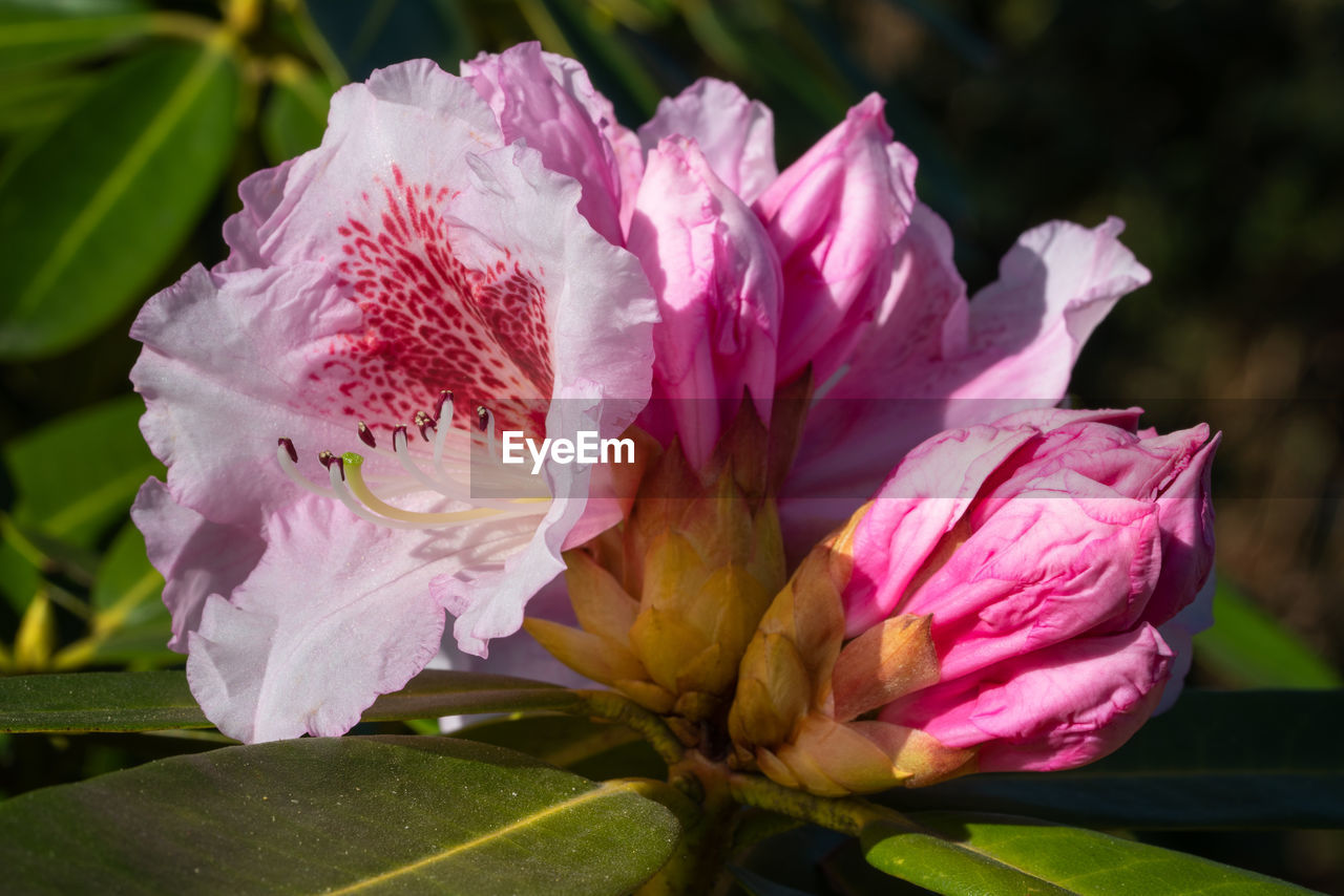 Rhododendron hybrid belami 