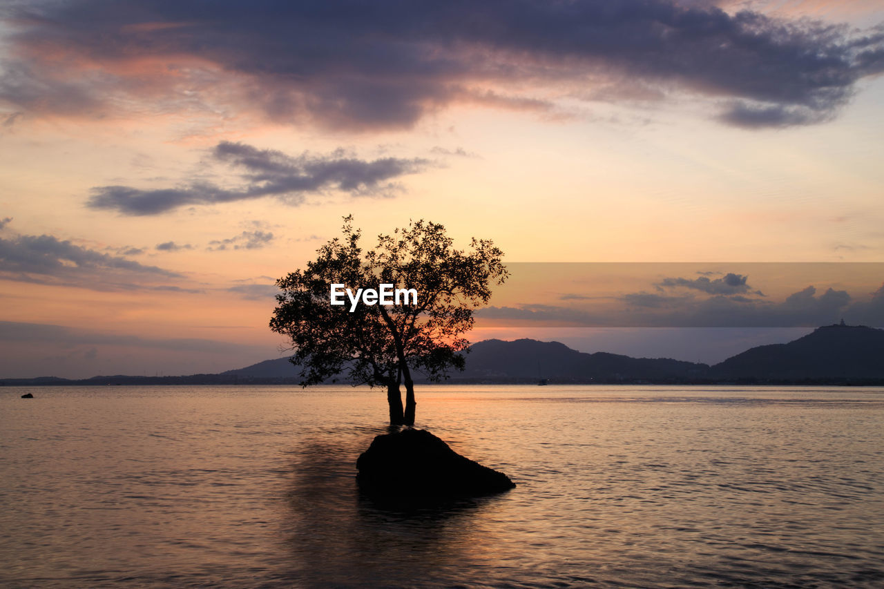 SILHOUETTE TREE AGAINST SEA DURING SUNSET