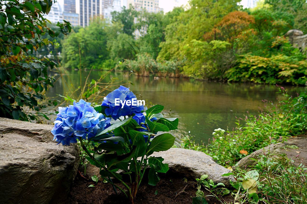 CLOSE-UP OF PURPLE FLOWERING PLANT AGAINST LAKE