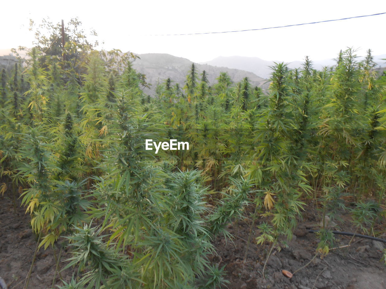 CLOSE-UP OF PLANTS GROWING IN FIELD