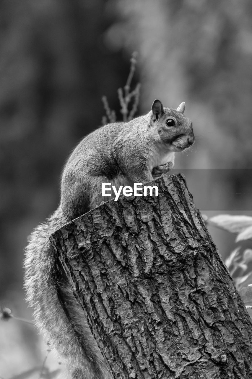 Close-up of squirrel on log