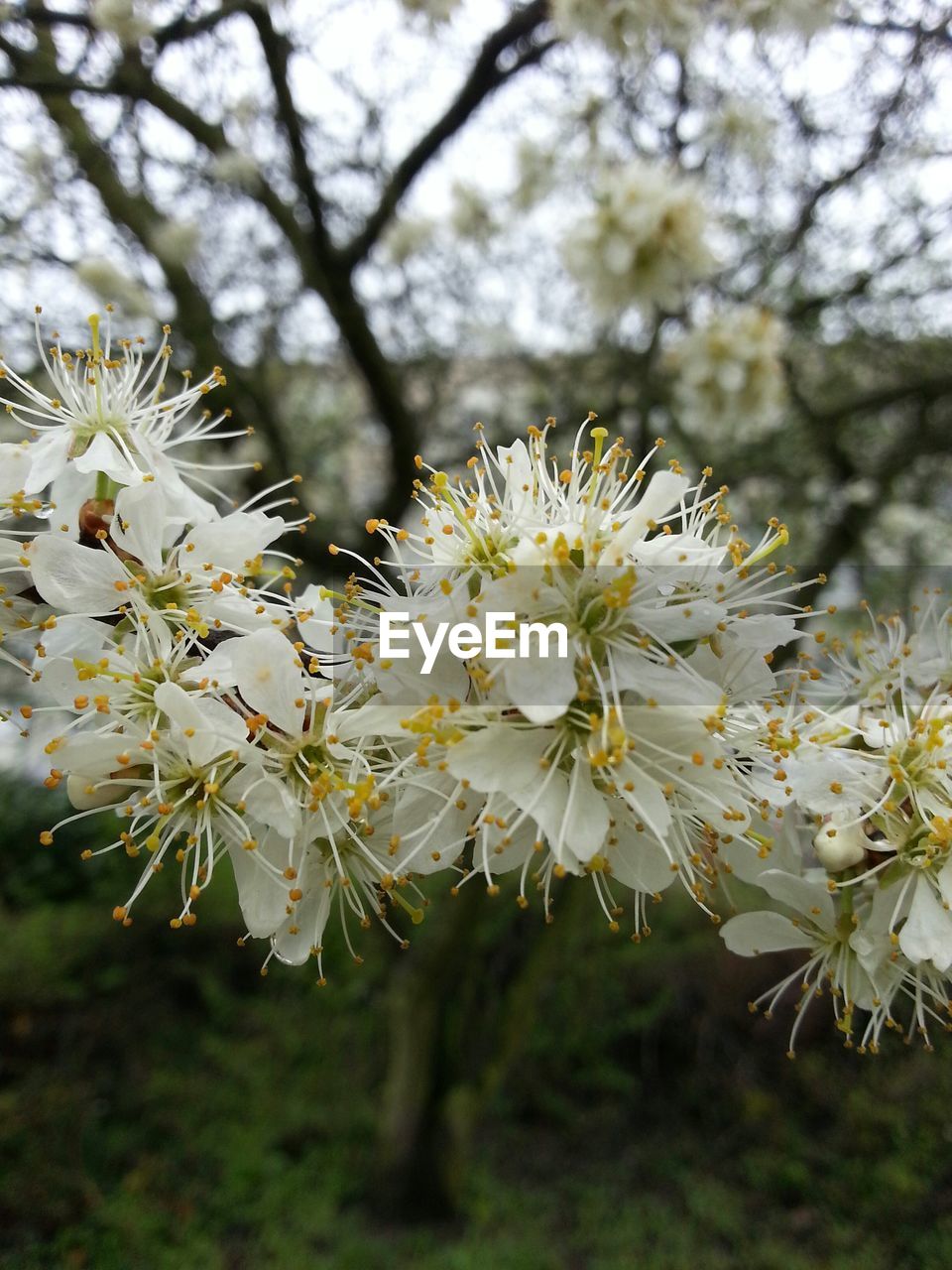 Close-up of white flowers against blurred background