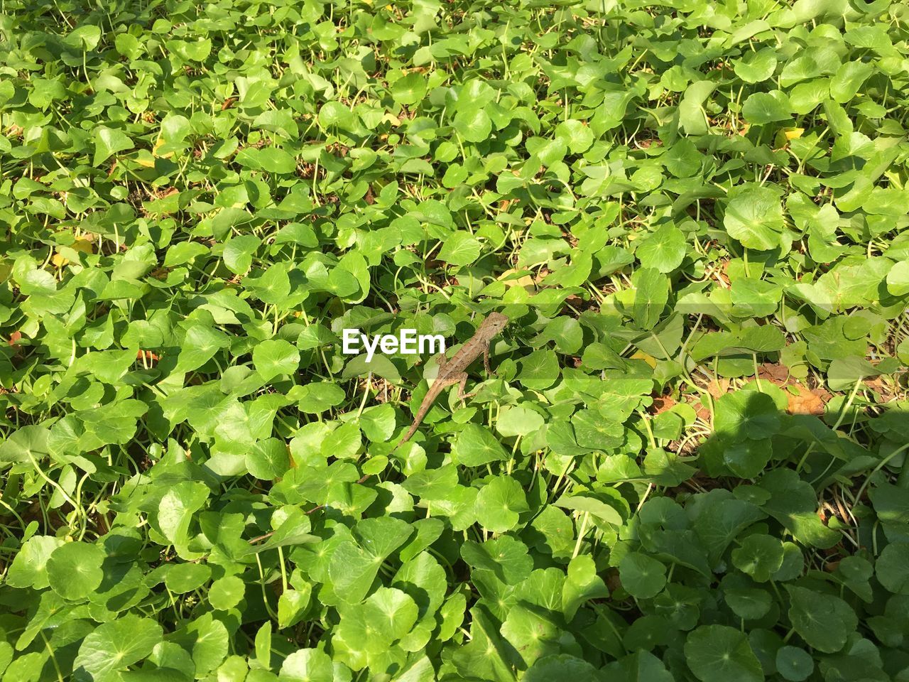 FULL FRAME SHOT OF FRESH GREEN LEAVES