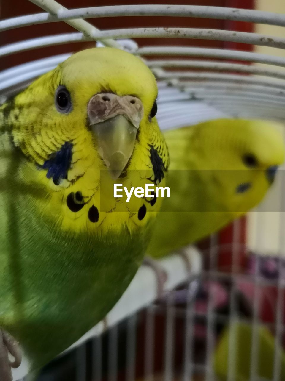 Close-up of budgerigars in cage