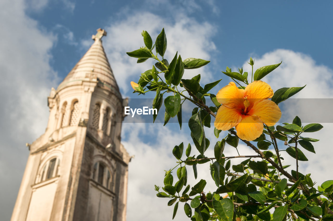 Low angle view of flowers blooming against sky