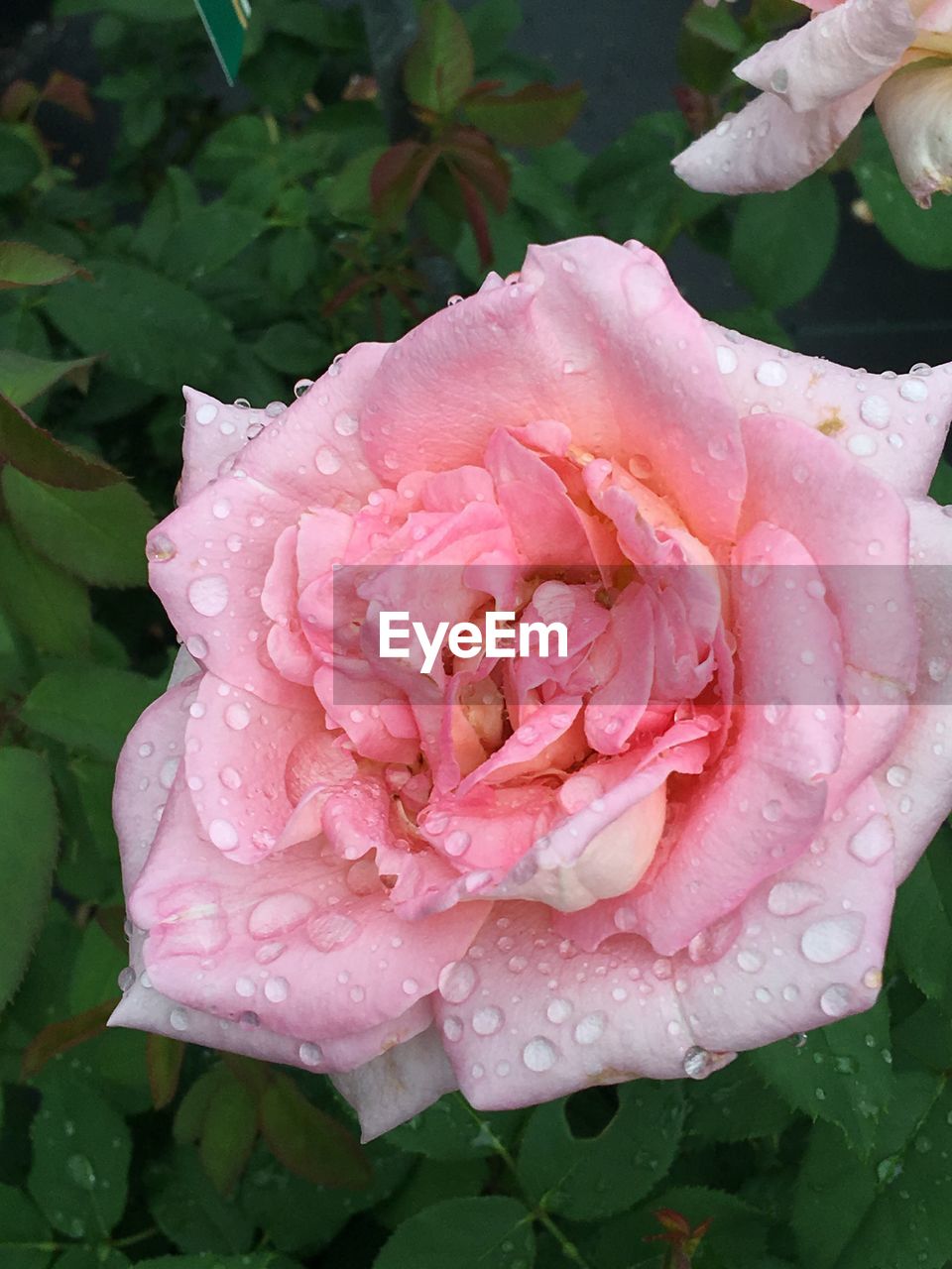 Close-up of wet pink rose blooming outdoors