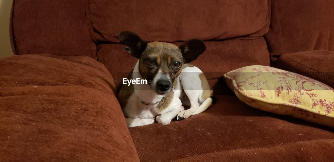 PORTRAIT OF DOG SITTING ON SOFA