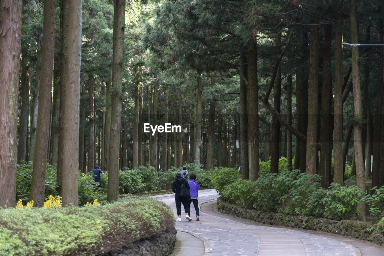 REAR VIEW OF PEOPLE WALKING ON ROAD AMIDST TREES IN FOREST