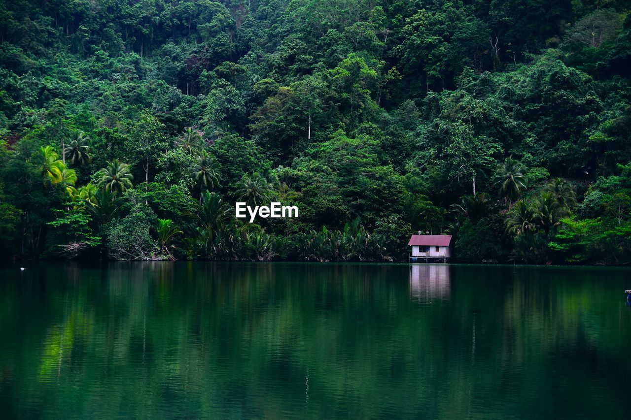 Scenic view of lake in forest