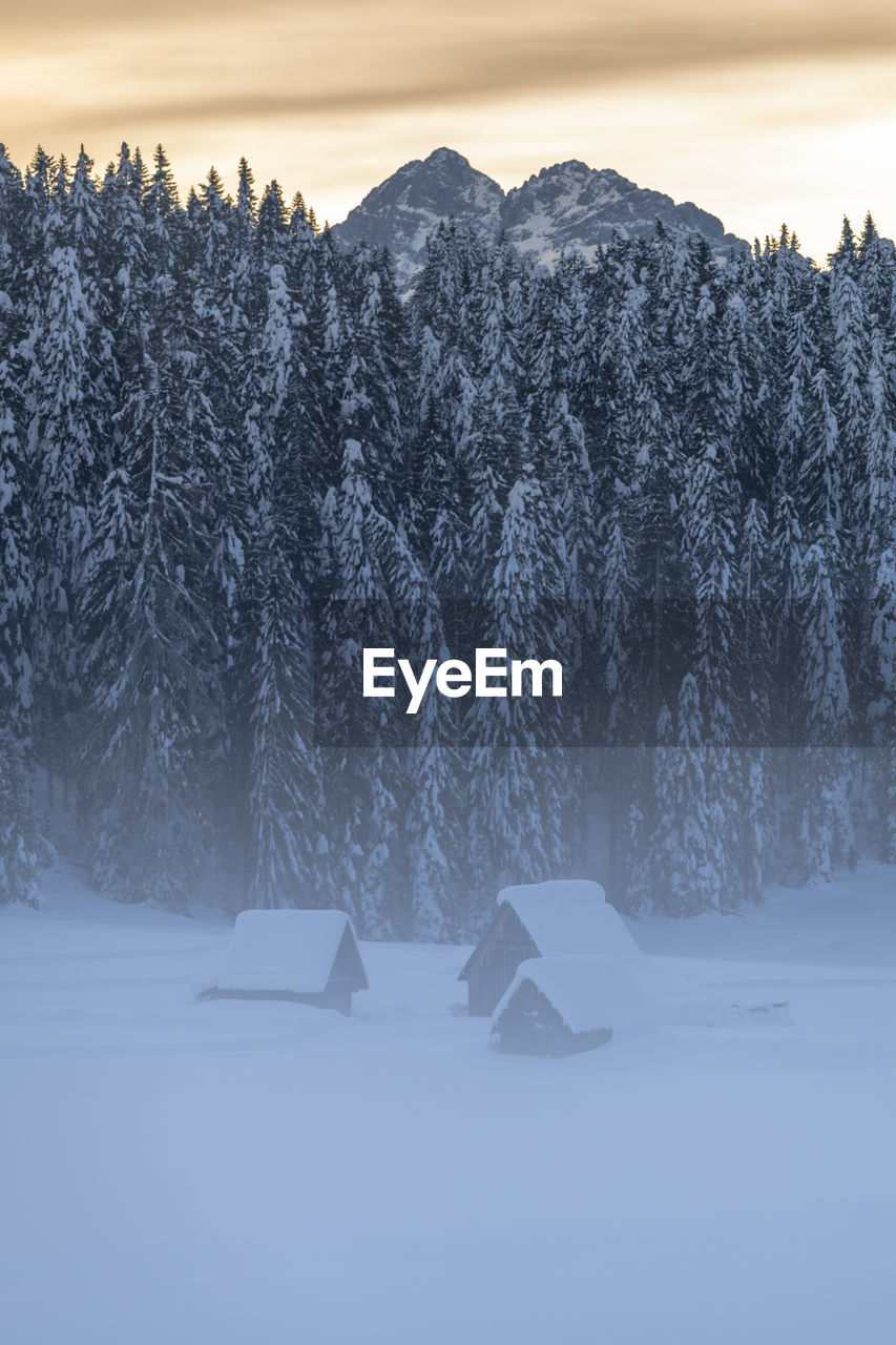 SNOW COVERED FIELD BY TREES