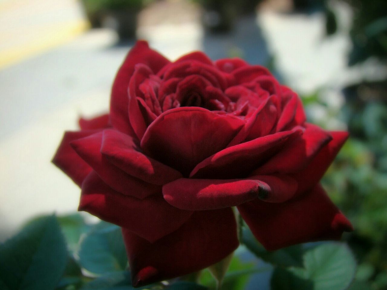 CLOSE-UP OF RED FLOWER