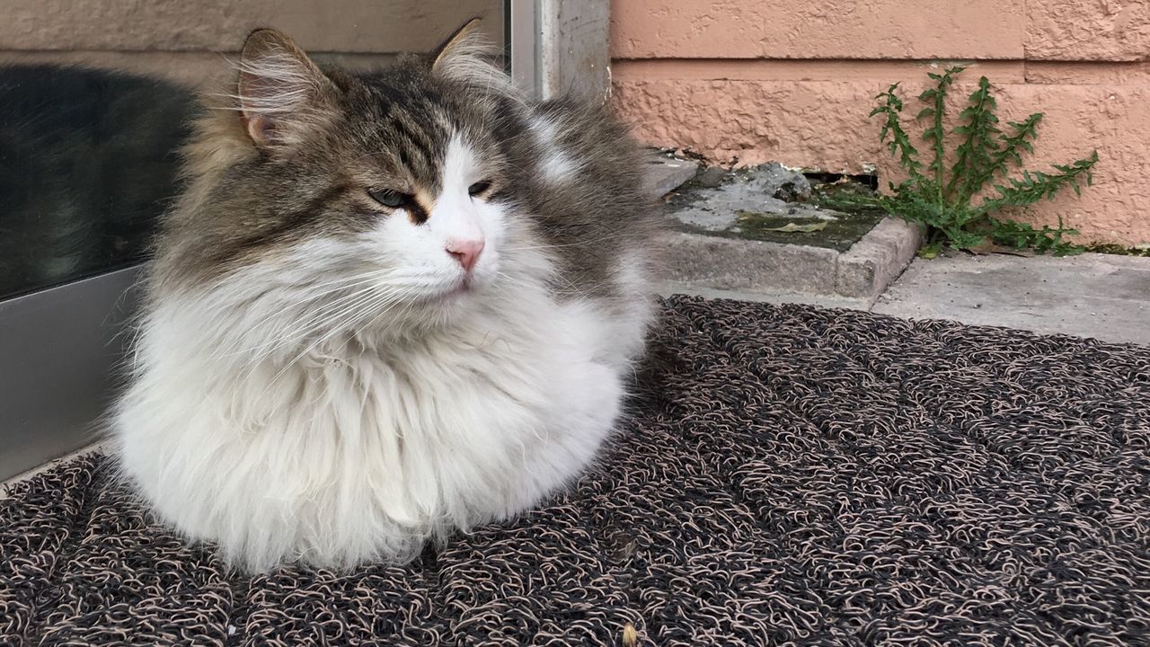 Close-up of a cat looking away