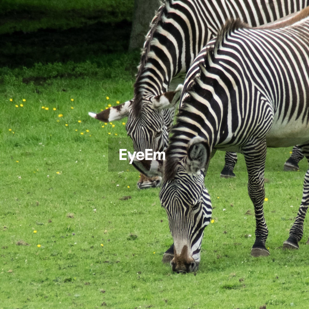 Zebras grazing on field