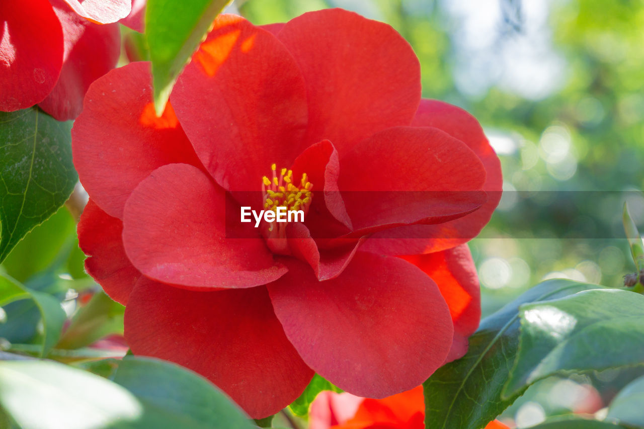 Close-up of red flowering plant. camilla japonica flower rose close-up. 