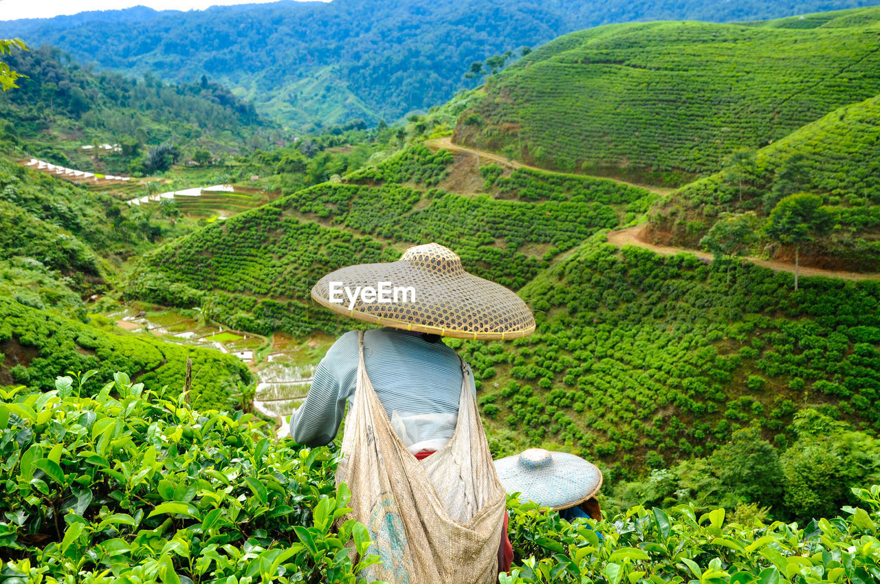 Scenic view of agricultural landscape with rear view of a worker in a tea plantation