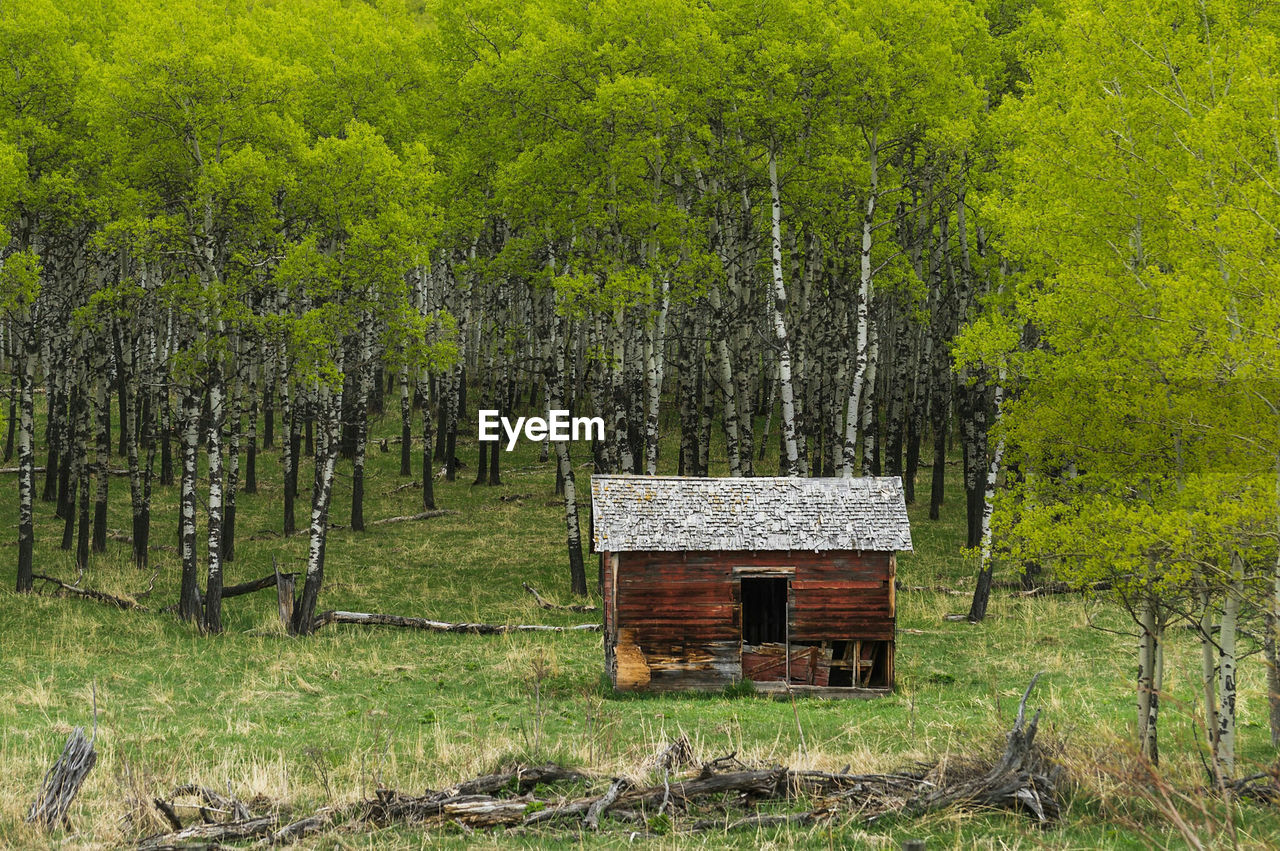 VIEW OF TREES ON GRASSY FIELD