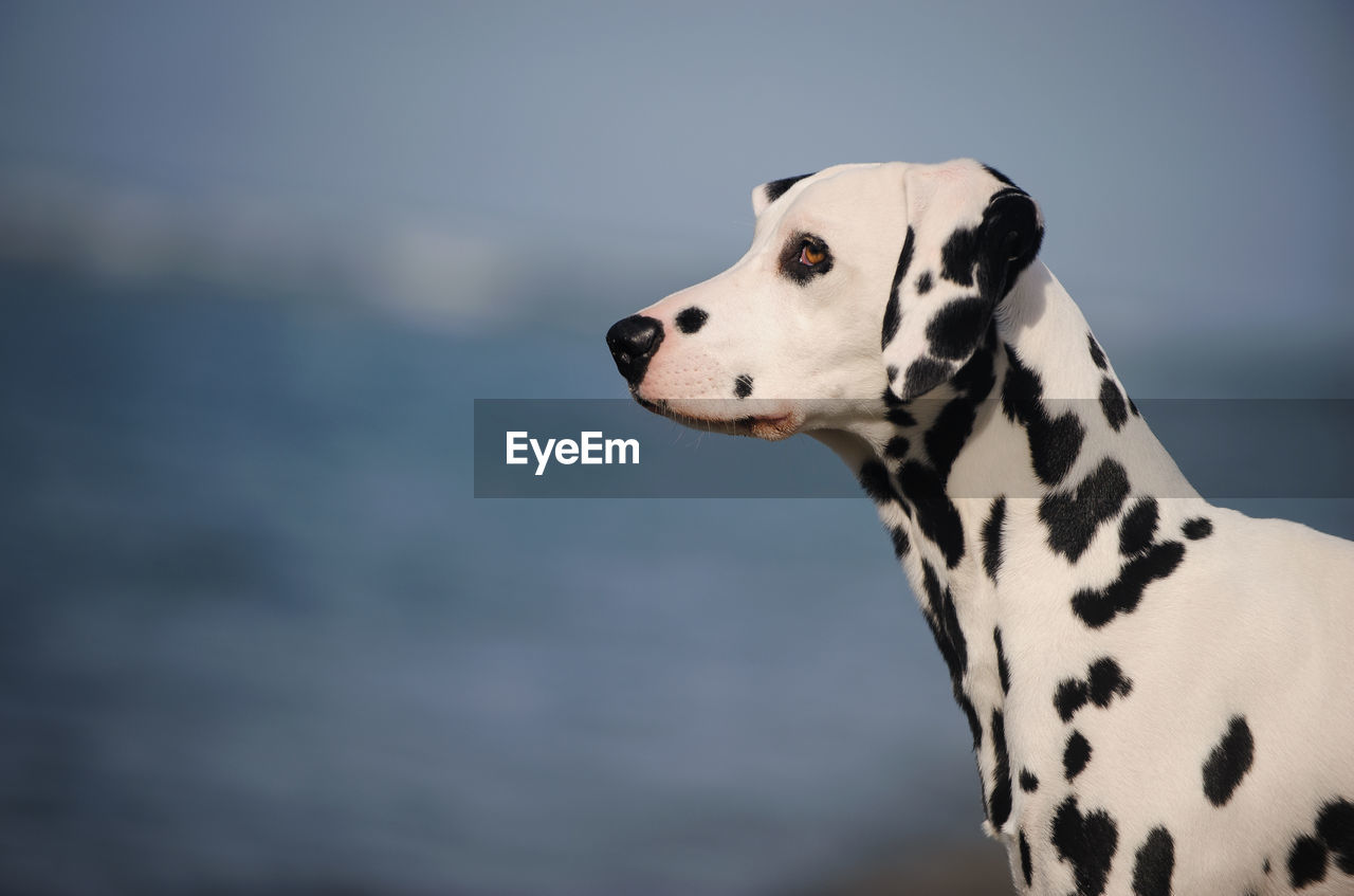 Close-up of dalmatian dog against sea