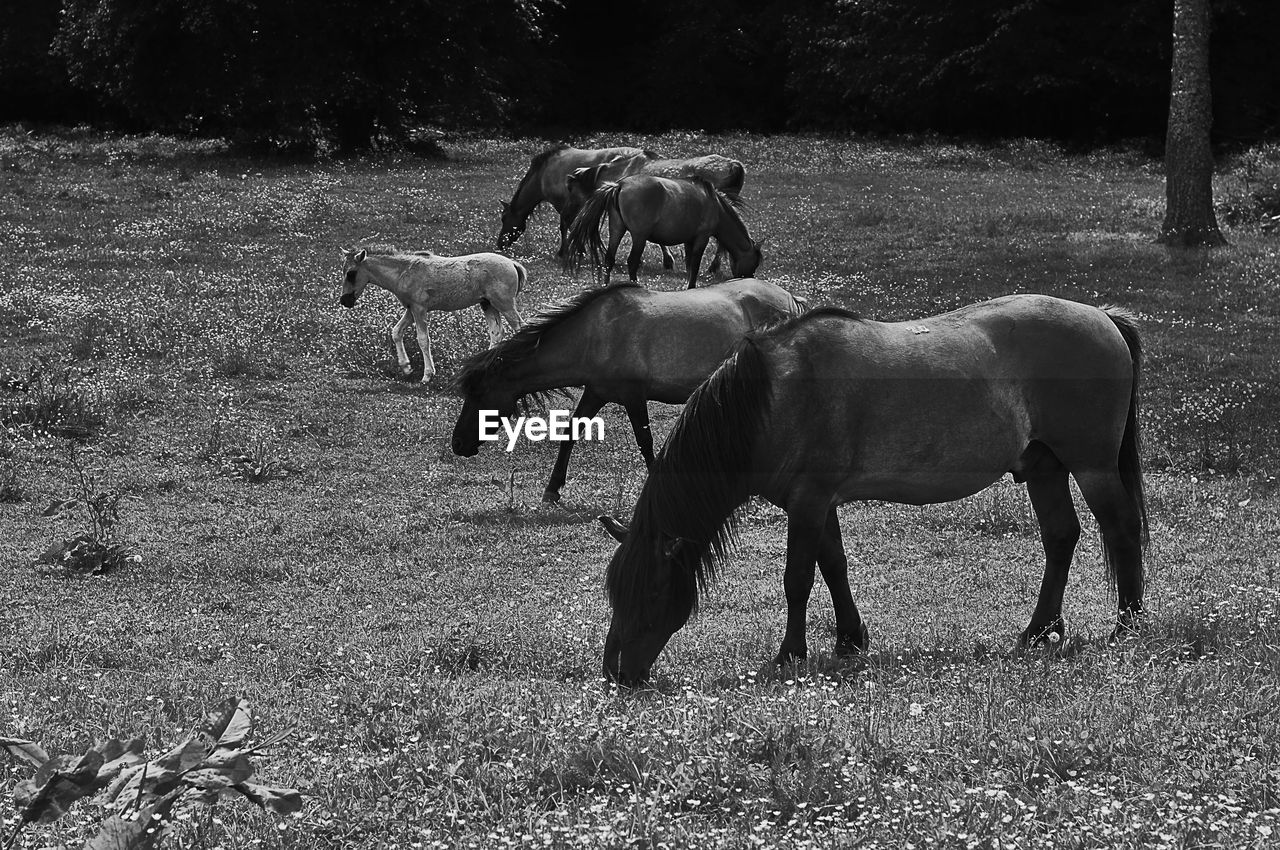 HORSES GRAZING IN FIELD