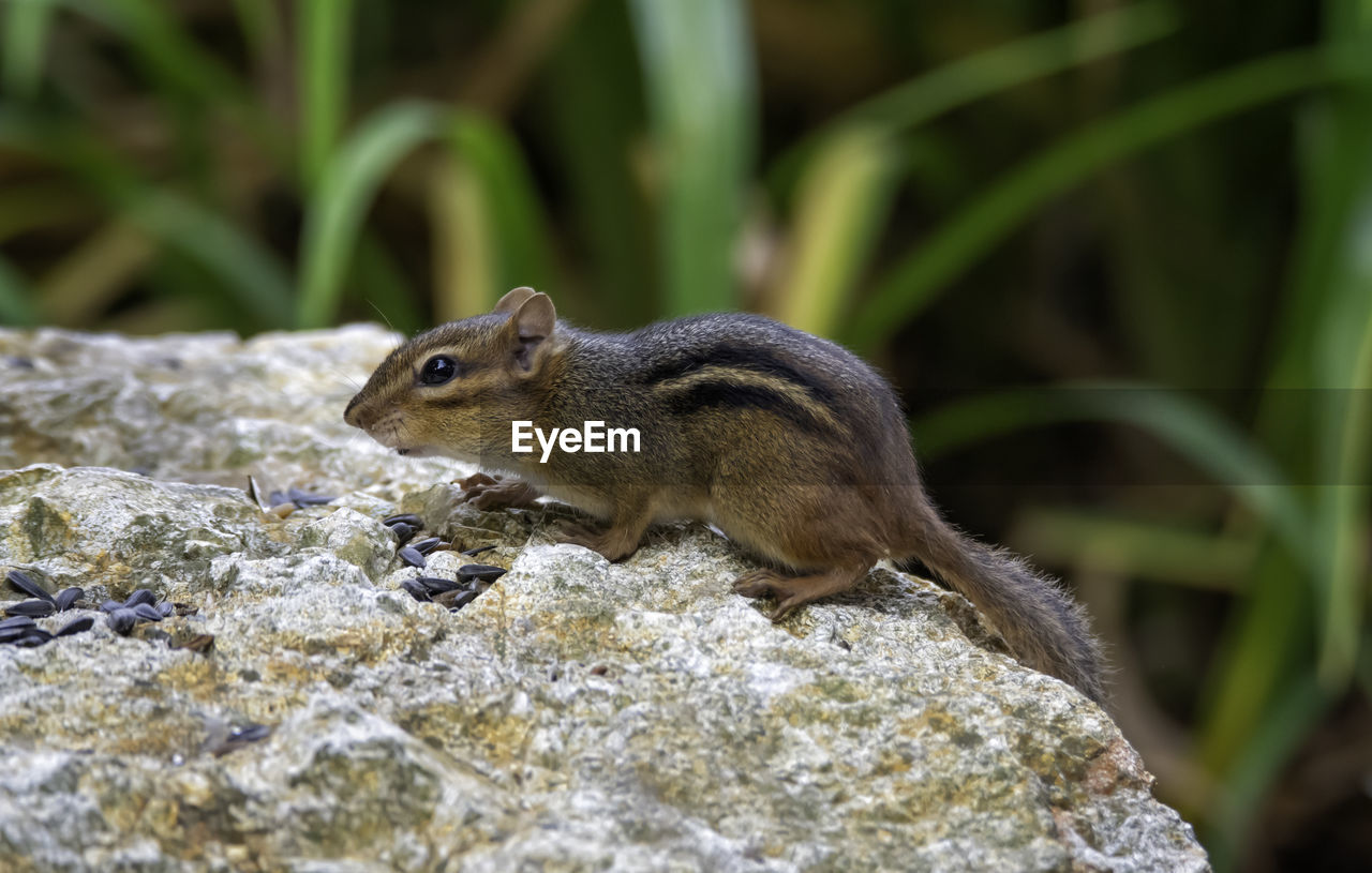 Close-up of north american chipmunk on rock looking for sunflower seed food