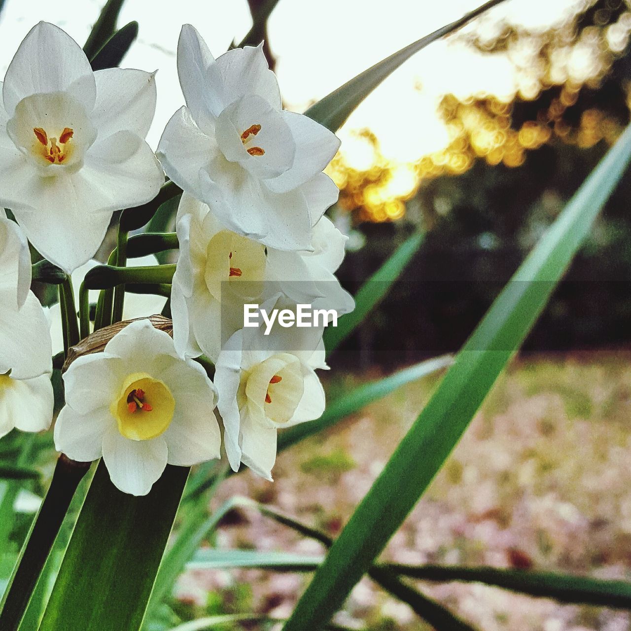 CLOSE-UP OF WHITE FLOWERS BLOOMING OUTDOORS