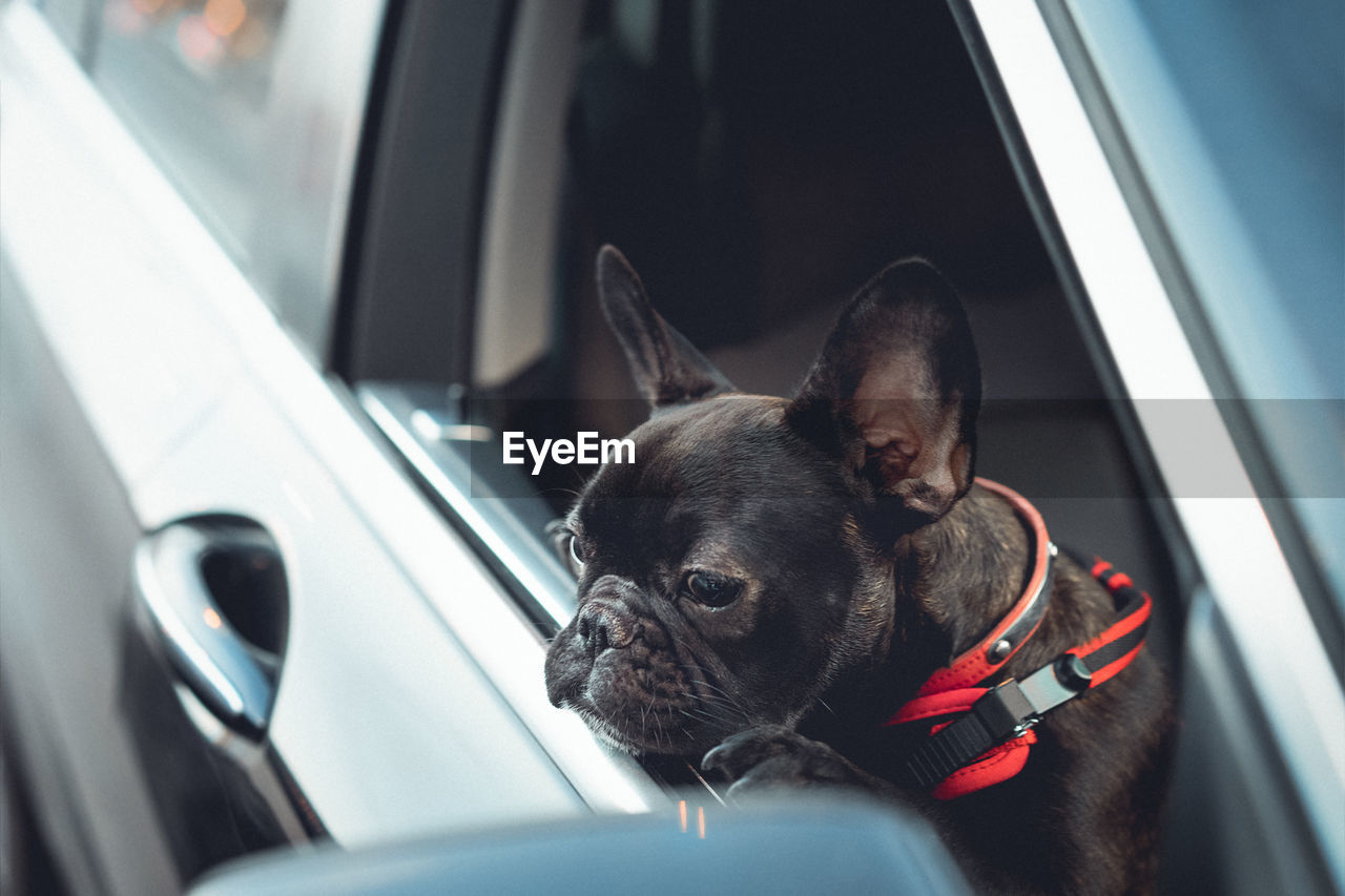 Black dog looking through window in car