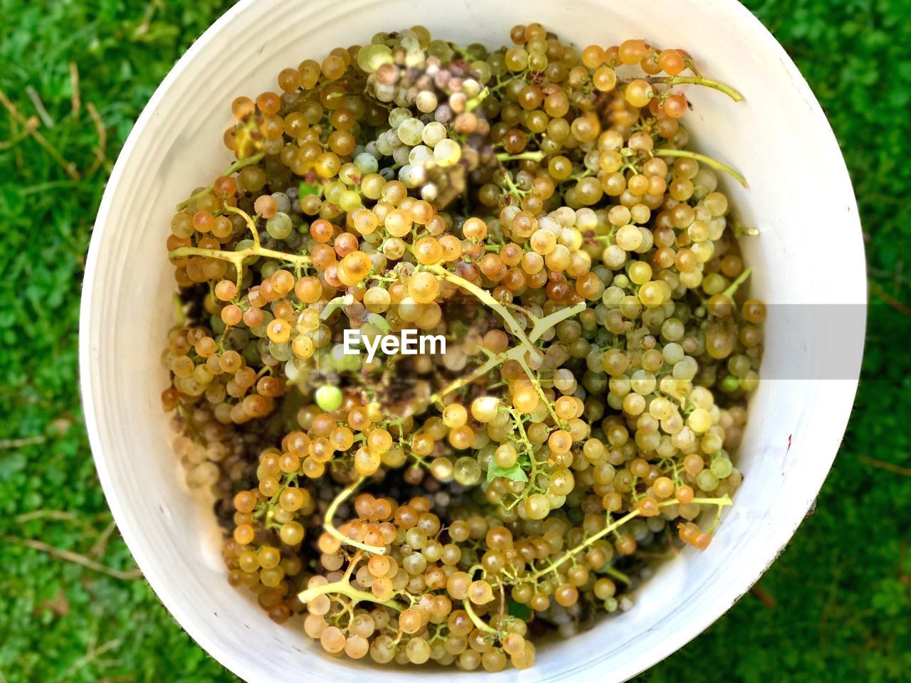 High angle view of grapes in bowl