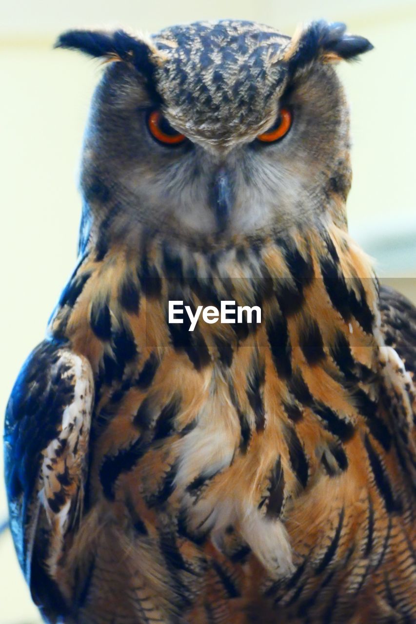 CLOSE-UP PORTRAIT OF OWL PERCHING ON BRANCH