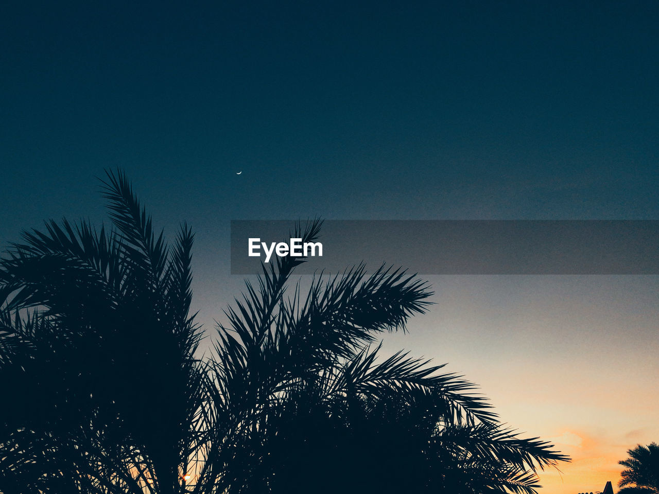 LOW ANGLE VIEW OF SILHOUETTE PALM TREE AGAINST SKY