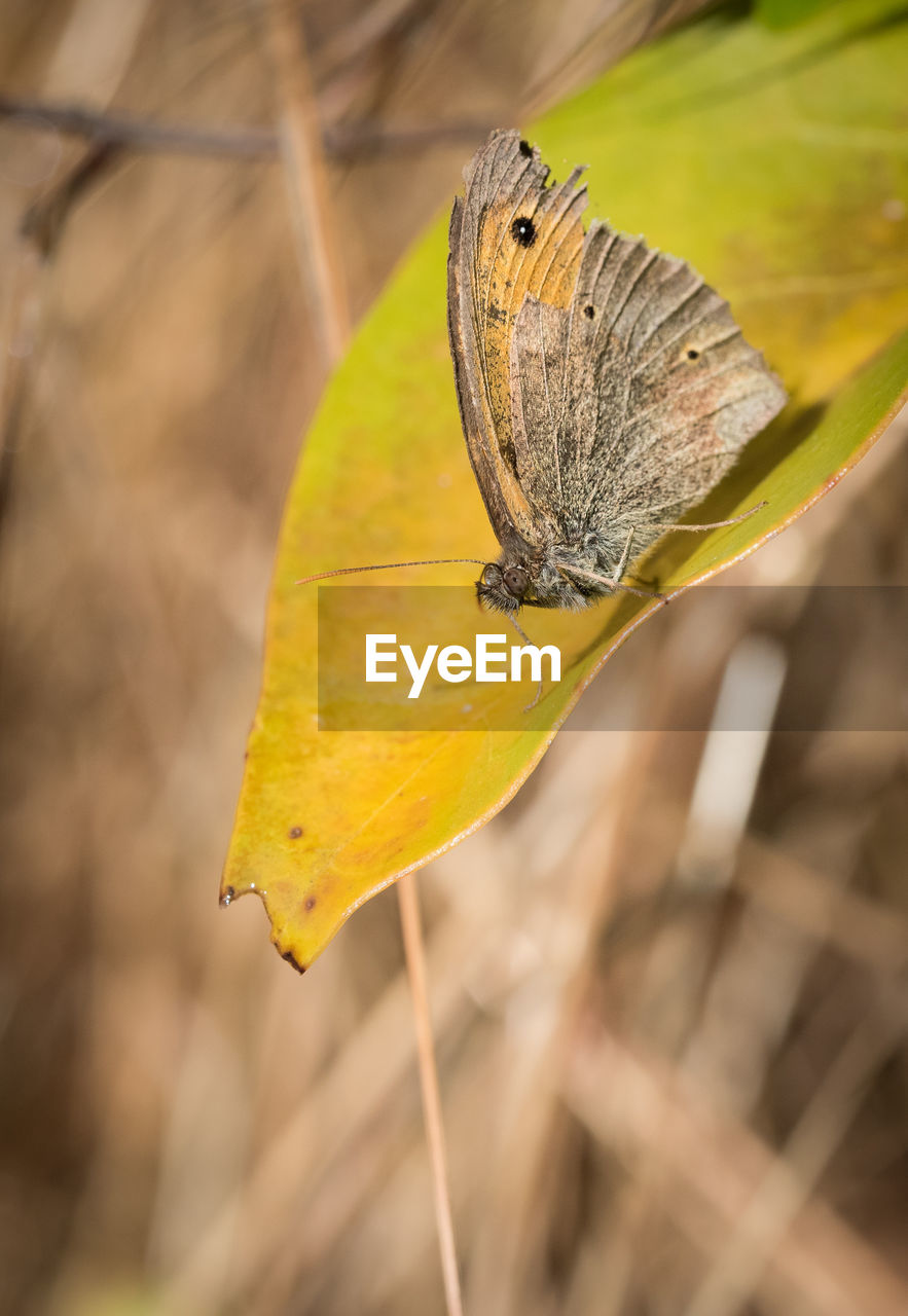 Close-up of butterfly on leaf